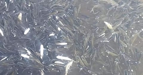 कृष्णेतील मासे मृत्यू प्रकरणी तीन साखर कारखान्यासह 12 जणांना प्रतिवादी करण्याचे हरित न्यायालयाचे आदेश