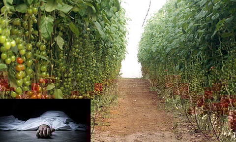 सावकराचा खून केला अन् टोमॅटोच्या शेतात गाडले; दोघांना अटक