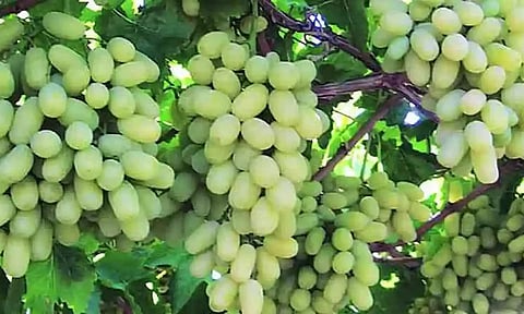 वटवाघळांपासून द्राक्षे वाचविण्यासाठी शेतकऱ्यांचा देशी जुगाड; सर्वत्र चर्चा