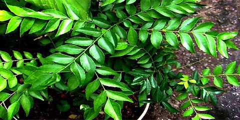 कढीपत्ता फक्त आरोग्यासाठीच नाही तर केसांसाठीही खूप फायदेशीर आहे, या पद्धतीने वापरा