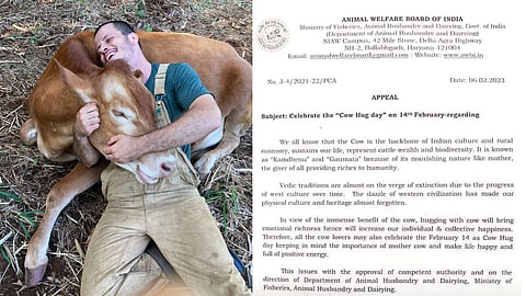 14 february Cow Hug Day