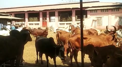 कोल्हापूरमध्ये धक्कादायक प्रकार! अचानक 12 गायींचा मृत्यु