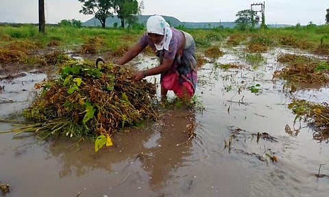 राज्यात पुन्हा अवकाळीचे संकट! हवामान विभागाने 'या' जिल्ह्यांना दिला इशारा
