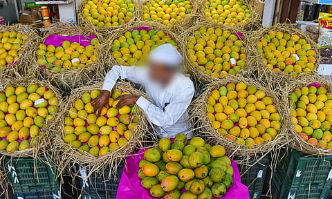 धक्कादायक! हापूसच्या नावाखाली केमिकल फवारणी करून कर्नाटकी आंब्यांची विक्री