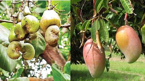 कोकणात अवकाळीने बागायतदार संकटात; जिल्ह्यात अवकाळी पावसाचा धुमाकूळ