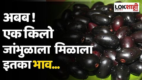अबब ! आता टोमॅटोनंतर जांभूळही महागले, एक किलोला मिळाला इतका भाव..