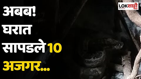 अबब! घरात सापडले 10 अजगर..
