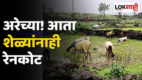 अरेच्या! आता शेळ्यांनाही रेनकोट