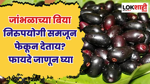 Jamun Seeds Benefits : जांभळाच्या बिया निरुपयोगी समजून फेकून देताय? फायदे जाणून घ्या