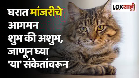 घरात मांजरीचे आगमन शुभ की अशुभ, जाणून घ्या 'या' संकेतांवरून