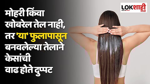 मोहरी किंवा खोबरेल तेल नाही, तर 'या' फुलापासून बनवलेल्या तेलाने केसांची वाढ होते दुप्पट