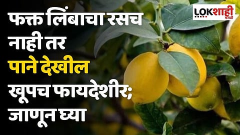 फक्त लिंबाचा रसच नाही तर पाने देखील खूपच फायदेशीर; संधिवातावर ठरतात रामबाण उपाय