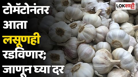 टोमॅटोनंतर आता लसूणही रडविणार; जाणून घ्या दर