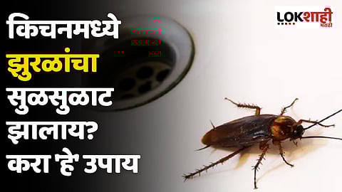 किचनमध्ये झुरळांचा सुळसुळाट झालाय? करा 'हे' उपाय
