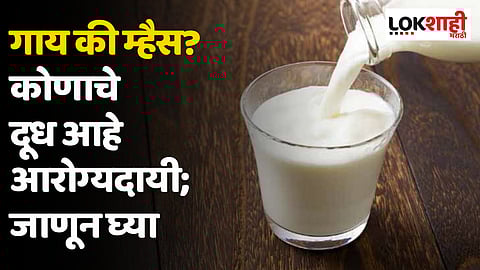 गाय की म्हैस? कोणाचे दूध आहे आरोग्यदायी; जाणून घ्या