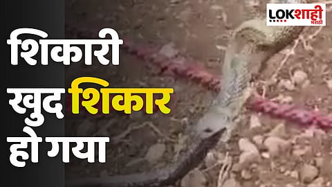 'शिकारी खुद शिकार हो गया' कोब्रानेच गिळले कोब्राला