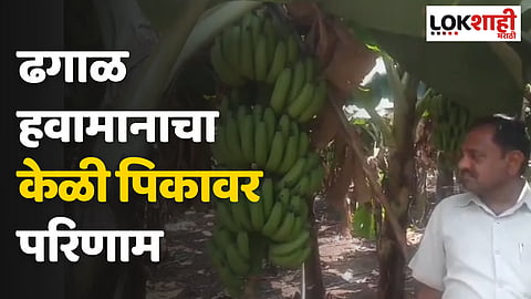 ढगाळ हवामानाचा केळी पिकावर परिणाम