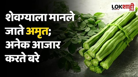 शेवग्याला मानले जाते अमृत; केवळ वजन कमी करण्यातच नाही तर अनेक आजार करते बरे