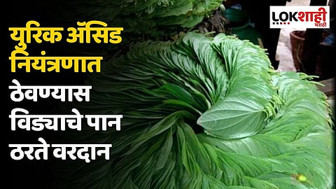 युरिक अॅसिड नियंत्रणात ठेवण्यास विड्याचे पान ठरते वरदान; जाणून घ्या कसे सेवन करावे?