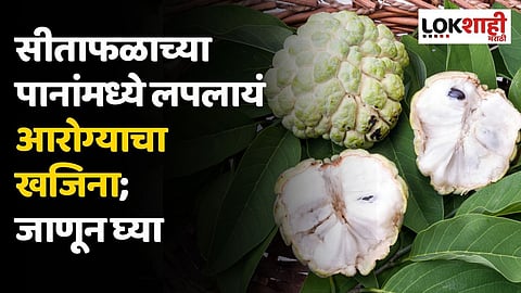 सीताफळाच्या पानांमध्ये लपलायं आरोग्याचा खजिना; जाणून घ्या