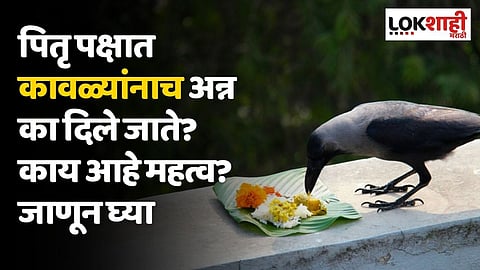 पितृ पक्षात कावळ्यांनाच अन्न का दिले जाते? काय आहे महत्व? जाणून घ्या