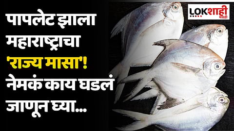 पापलेटला मिळाला सरकारी मान, नेमकं काय घडलं जाणून घ्या...