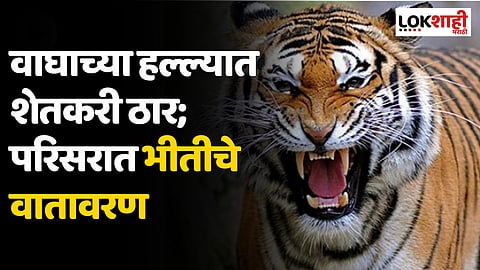 Wardha: शेतात काम करताना शेतकऱ्यावर वाघाचा हल्ला; ताडगाव परिसरात भीतीचे वातावरण