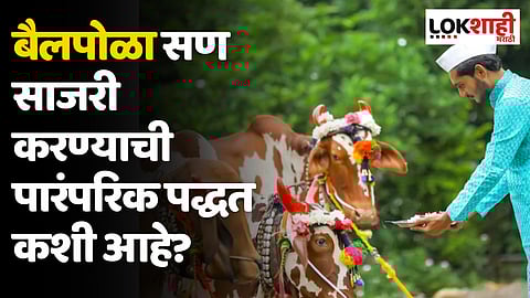 Bail Pola 2023: बैलपोळा सण साजरी करण्याची पारंपरिक पद्धत कशी आहे?