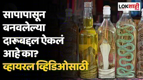 सापापासून बनवलेल्या दारूबद्दल ऐकलं आहे का? व्हायरल व्हिडिओ