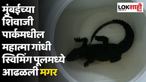 मुंबईच्या शिवाजी पार्कमधील महात्मा गांधी स्विमिंग पूलमध्ये आढळली मगर