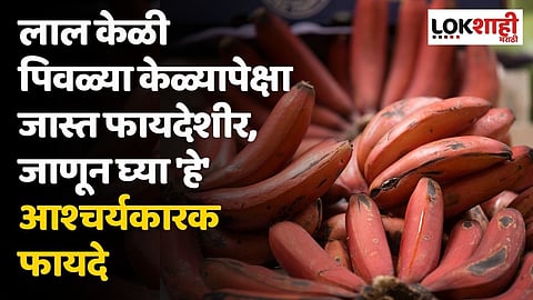 लाल केळी पिवळ्या केळ्यापेक्षा जास्त फायदेशीर, जाणून घ्या 'हे' आश्चर्यकारक फायदे