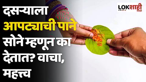 Dasara 2023: दसर्याला आपट्याची पाने सोने म्हणून का देतात? वाचा, महत्त्व