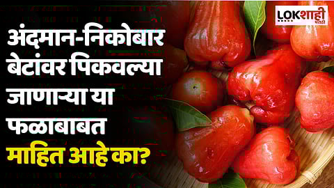 Rose Apple: अंदमान-निकोबार बेटांवर पिकवल्या जाणार्या या फळाबाबत माहित आहे का? आहेत आर्श्चयकारक फायदे