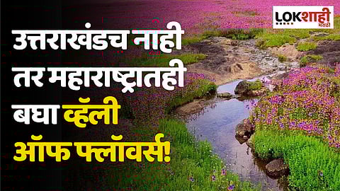 उत्तराखंडच नाही तर महाराष्ट्रातही बघा व्हॅली ऑफ फ्लॉवर्स! जाणून घ्या 'ह्या' ठिकाणाबद्दल...