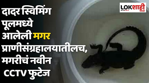 स्विमिंगपूलमध्ये आलेली मगर प्राणीसंग्रहालयातलीच, मालकावर गुन्हा दाखल करण्याची मनसेची मागणी