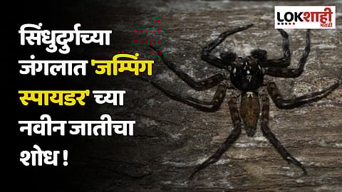 सिंधुदुर्गच्या जंगलात 'जम्पिंग स्पायडर'च्या नवीन जातीचा शोध!