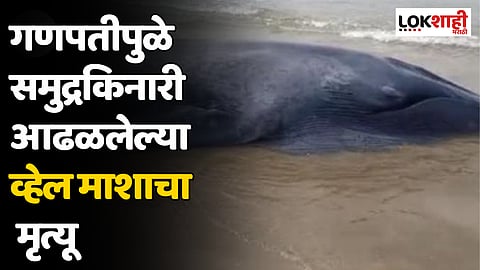 Whale Fish Rescue : गणपतीपुळे समुद्रकिनारी आढळलेल्या व्हेल माशाचा मृत्यू