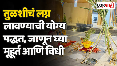 Tulsi Vivah 2023: तुळशीचं लग्न लावण्याची योग्य पद्धत, जाणून घ्या मूहूर्त आणि विधी