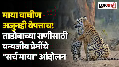 माया वाघीण अजुनही बेपत्ताच! ताडोबाच्या राणीसाठी वन्यजिव प्रेमींचे "सर्च माया" आंदोलन