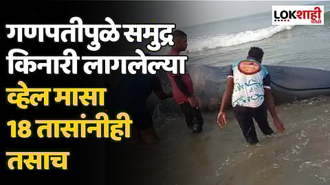 गणपतीपुळे समुद्र किनारी लागलेल्या व्हेल मासा 18 तासांनीही तसाच