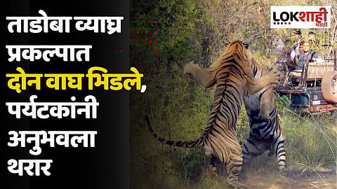 Tadoba Tiger : ताडोबा व्याघ्र प्रकल्पात दोन वाघ भिडले, पर्यटकांनी अनुभवला थरार