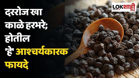 दररोज खा काळे हरभरे; होतील 'हे' आश्चर्यकारक फायदे