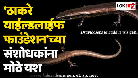 'ठाकरे वाईल्डलाईफ फाउंडेशन'च्या संशोधकांना मोठे यश; सापसुरळीच्या पाच नवीन प्रजातींचा शोध