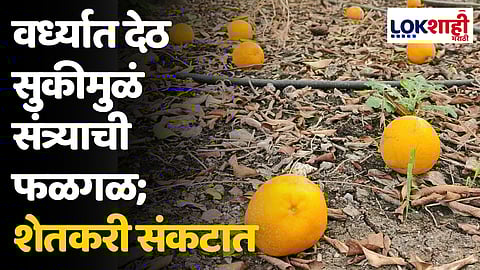 वर्ध्यात देठ सुकीमुळं संत्र्याची फळगळ; शेतकरी संकटात
