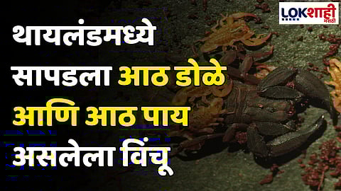 Scorpion: थायलंडमध्ये सापडला आठ डोळे आणि आठ पाय असलेला विंचू; पाहा फोटो