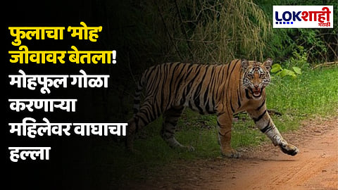 Tiger Attack Viral News