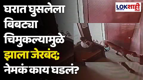 घरात घुसलेला बिबट्या चिमुकल्यामुळे झाला जेरबंद; नेमकं काय घडलं?