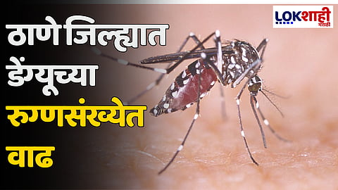 Thane : ठाणे जिल्ह्यात डेंग्यूच्या रुग्णसंख्येत वाढ