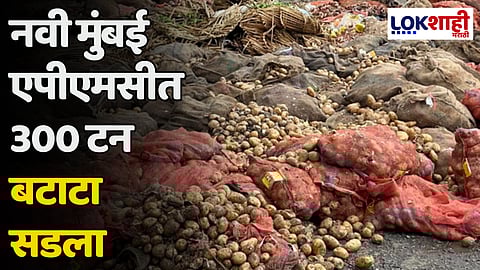 नवी मुंबई एपीएमसीत 300 टन बटाटा सडला