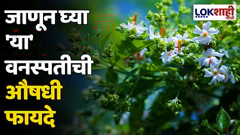 Night-Flowering Jasmine: जाणून घ्या 'या' वनस्पतीची औषधी फायदे